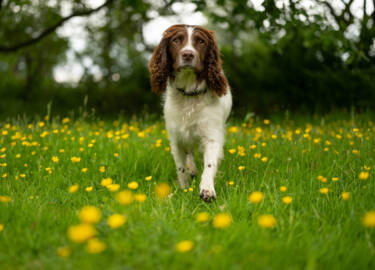 Magazine Create Your Light article Pet photography with landscape photographer Nigel Danson & his Springer Spaniel, Pebbles