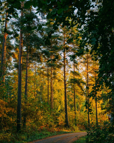 Linus Bergman | Nikon magazine