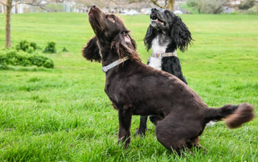 Nikon magazine - Alfie Bowen Pet photography
